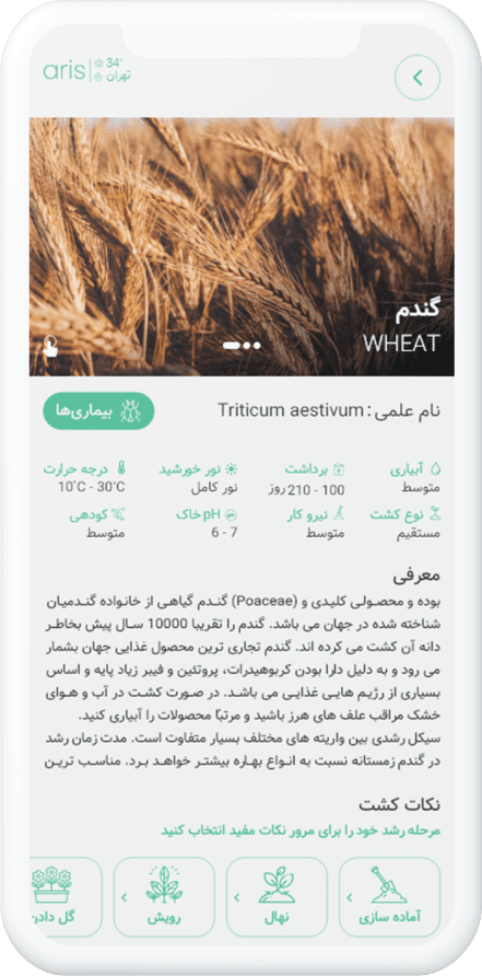 اریس
